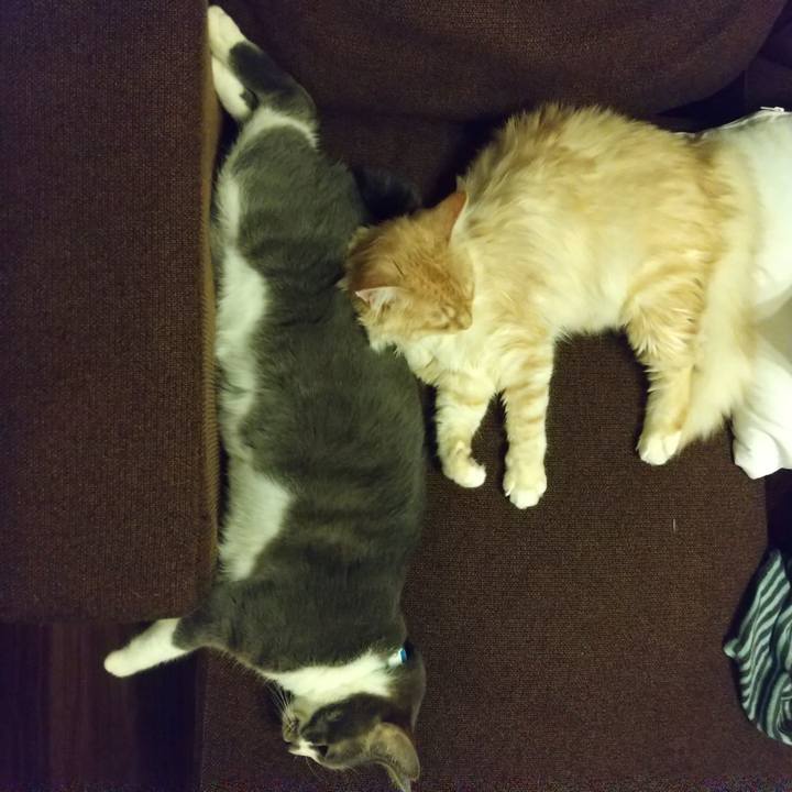 6de0d617 d9a9 4acf b343 ee78c4367c5c 1621180014088