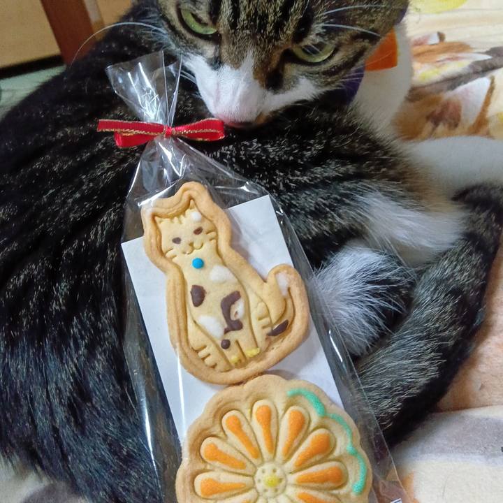 6de15ca3 cebb 406c 8c72 7209c651814d 1762612543651