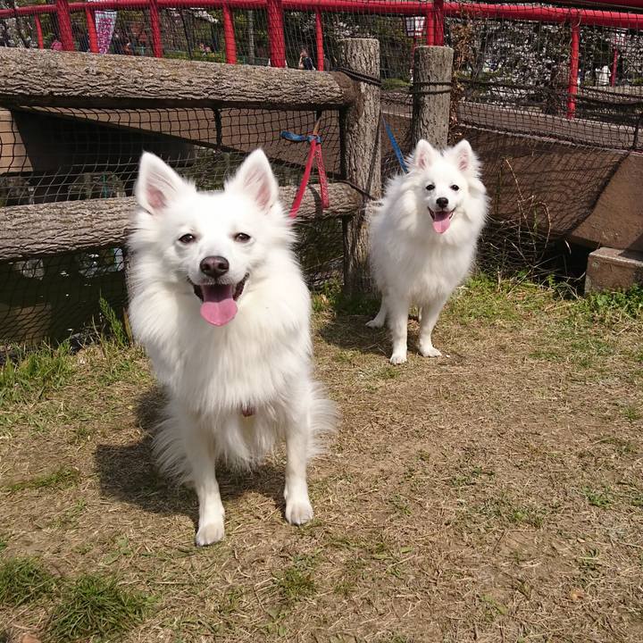 6de2c4ad 31cf 463a 8263 8ea0583915d0 1554623101713