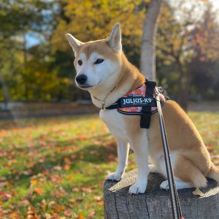 6de329fb 419d 45be af1d f95b0e64fde5 1603759816152