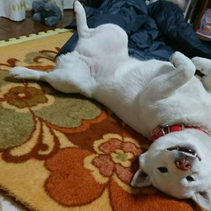 6de376ee 662d 4bd6 a13d b4d253e4f46b 1514239507647