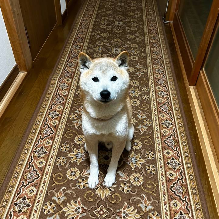 6de9e3ed 0f48 4741 a3c5 973ff37dbd0b 1775040685373