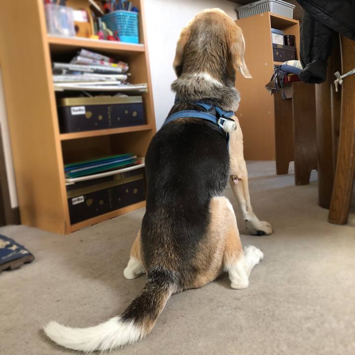 6dead328 3432 4665 b953 3061aa56e899 1619493709249