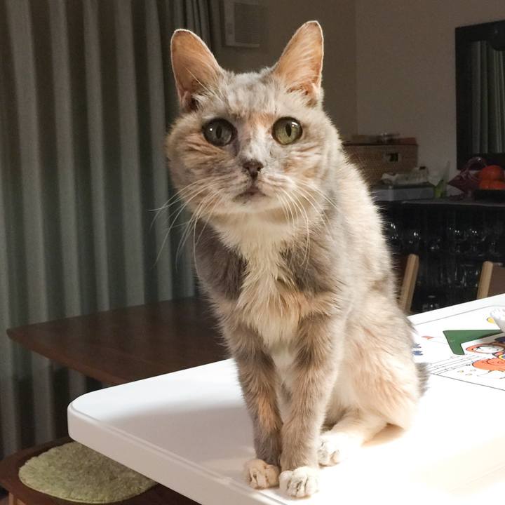 6deb1aa3 50ec 4aee b2bc f40ae1fc4ca0 1543047481664