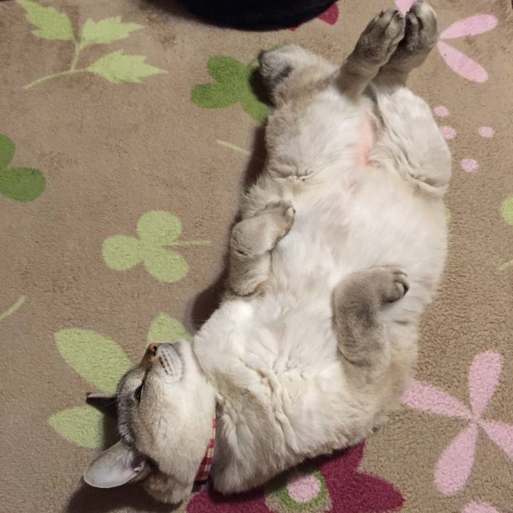 6deb214c 4002 4117 95bc 51e46b095648 1545218226632