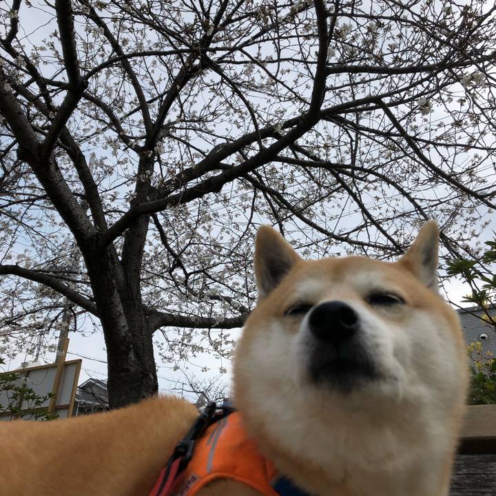 6deca204 04e2 413f 81e0 37981daf76c7 1554104569708