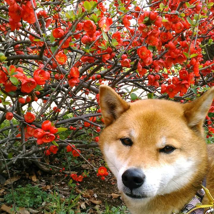 6defc350 7a8a 4c8f 99b0 86677de8fbd7 1522029175204