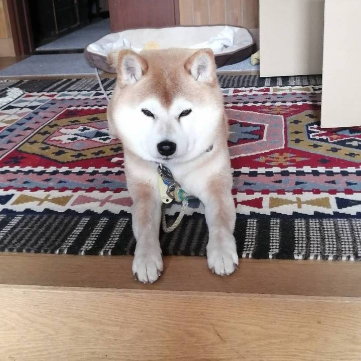 6df59f87 2b63 4940 88d4 061a5d59674c 1588146439621