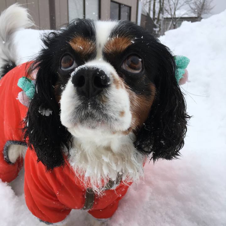 6df6b95b e1fb 4e33 93c3 c080fd995311 1517729982066