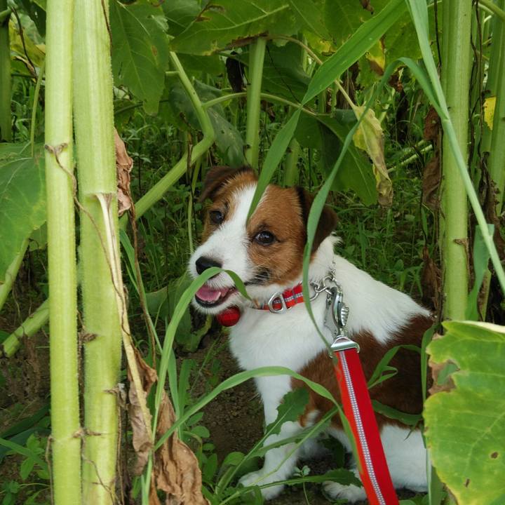 6dfbdabb 6de4 449e 8c29 1233c3d120d3 1532435460855