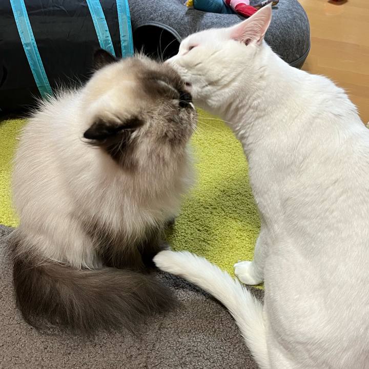 6dfd08dd 27a4 46a6 a807 c4a0fd0a1010 1763214039183