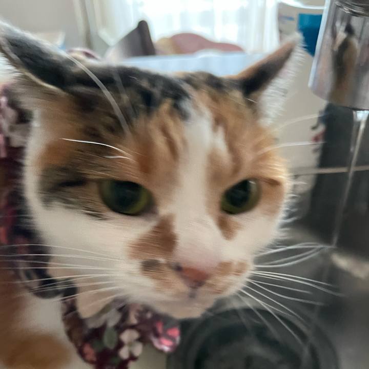 6dfe8303 8319 43c8 8bba f60457431765 1733269694927