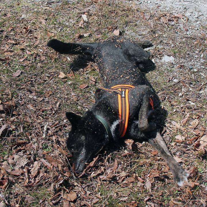 6dff30b0 c3f2 44bf b256 c3c204f36a5d 1587085365616