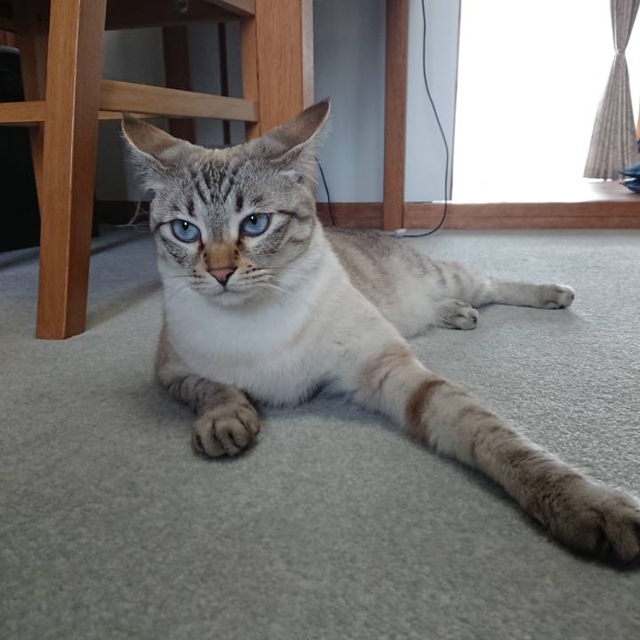 6e0053c2 8a7a 4cf3 a40f 327ff48d719f 1525216220889