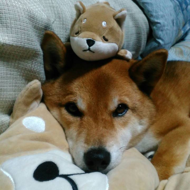 6e01af0d 3829 4504 9c13 2b9b9ac5cffe 1526034599613