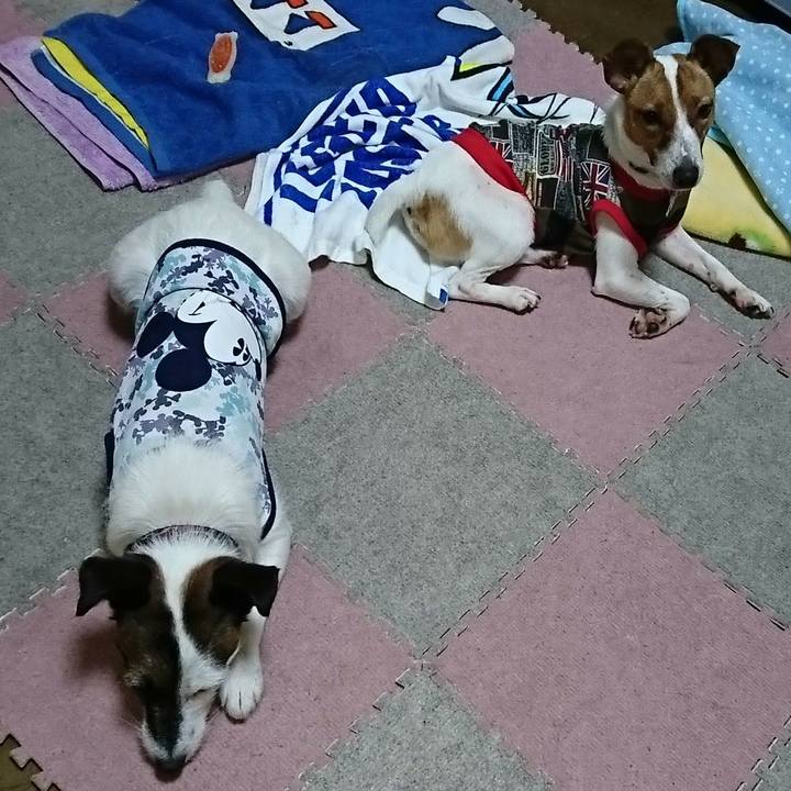 6e0316aa 461b 4044 9e1a afab3f8b8fa0 1529414112574