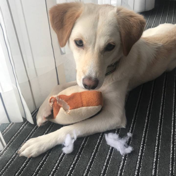 6e054ba1 8d7c 40a1 a263 0131072d4c83 1527139877997