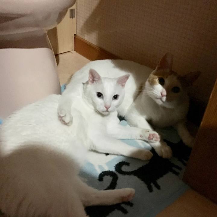 6e0610d6 2e7d 4b72 9045 c970d67f8043 1530449718629