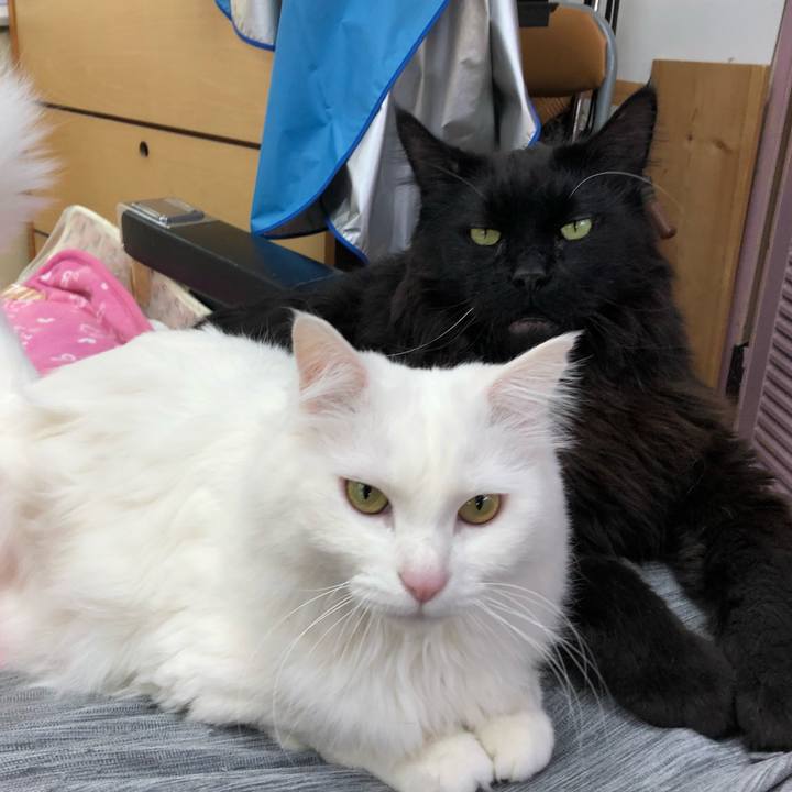 6e0778de 541a 4ec0 b1cd acc4d567e2ee 1556334147816