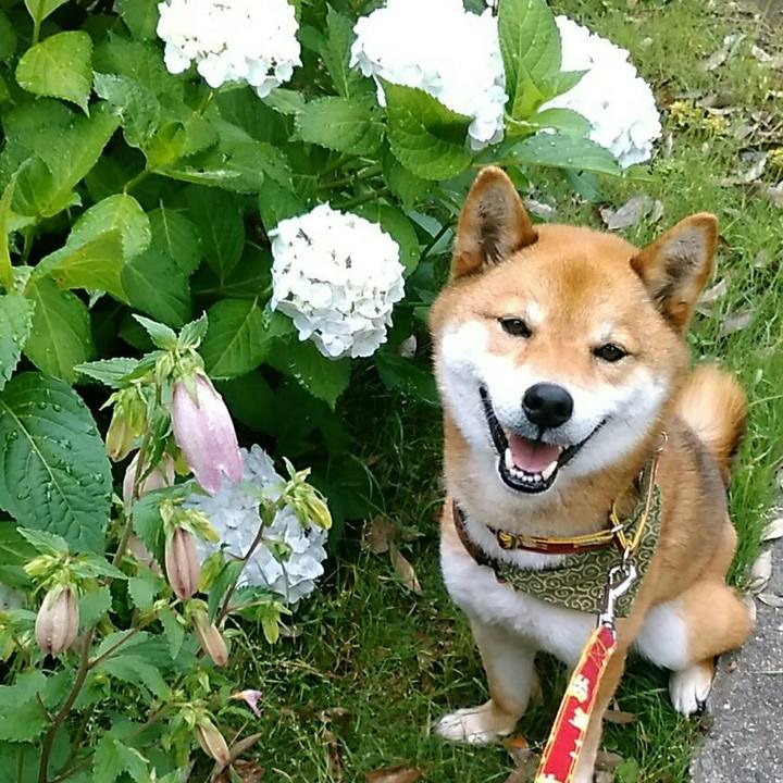 6e07d8aa 6fbd 46f5 8432 c43eb666dae4 1527725654868