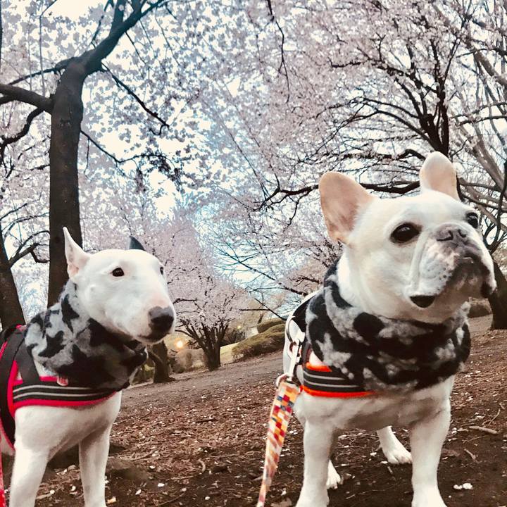 6e08d893 9b66 4eea b381 d98e54477bbf 1521605595384