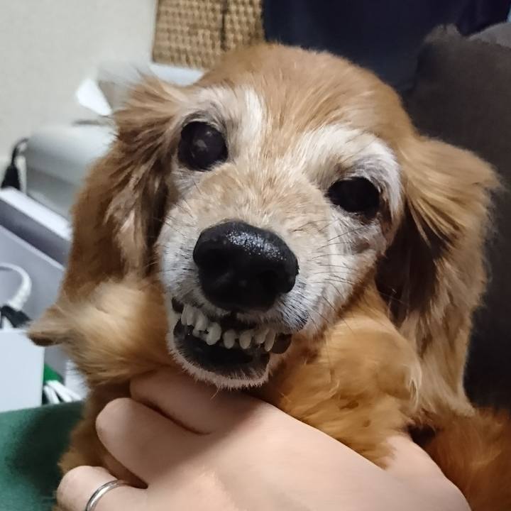 6e098e7f 66c4 4226 a0b4 c596fb103fa6 1528132583624