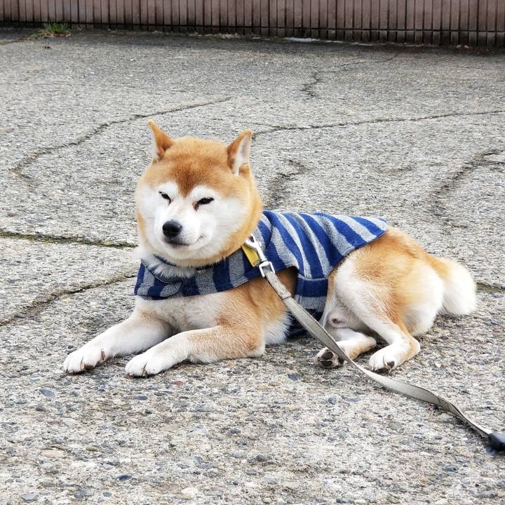 6e0c4c8a d4ab 4b0d 816c 4ca4618822af 1578807900360