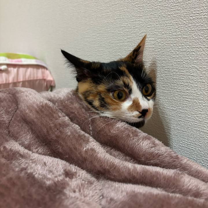 6e0c9acd 2cb4 4bb6 a621 c06b02a1877d 1767609515308