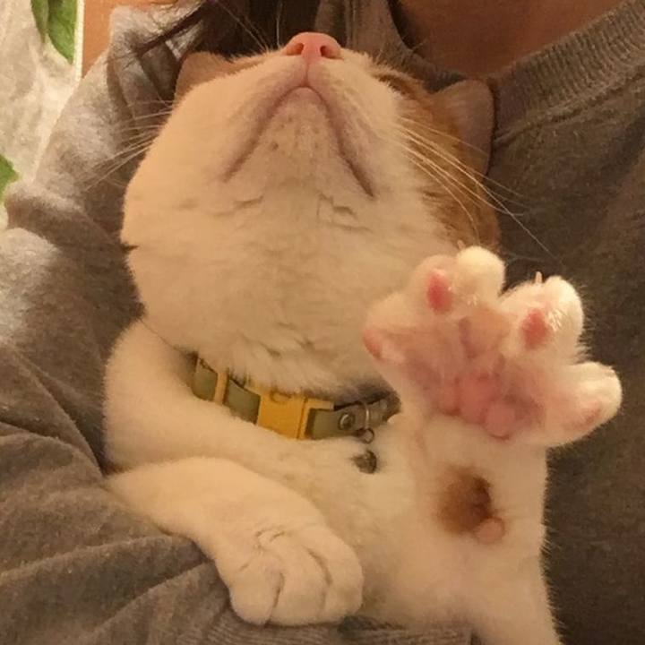 6e0da97d 1ac9 444f ad4b ef16103c705e 1573435318207