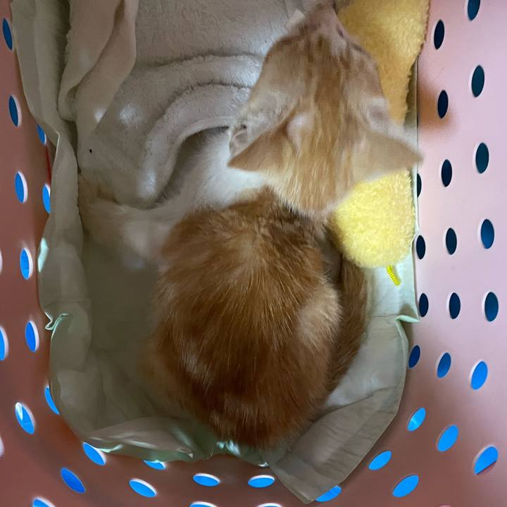 6e0f3275 6b83 49c6 b4d9 239607fd8b00 1694833157347