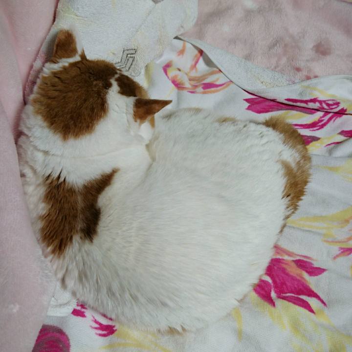 6e1036d9 0a0b 4eda b4ce 003b8a17005a 1514801601730