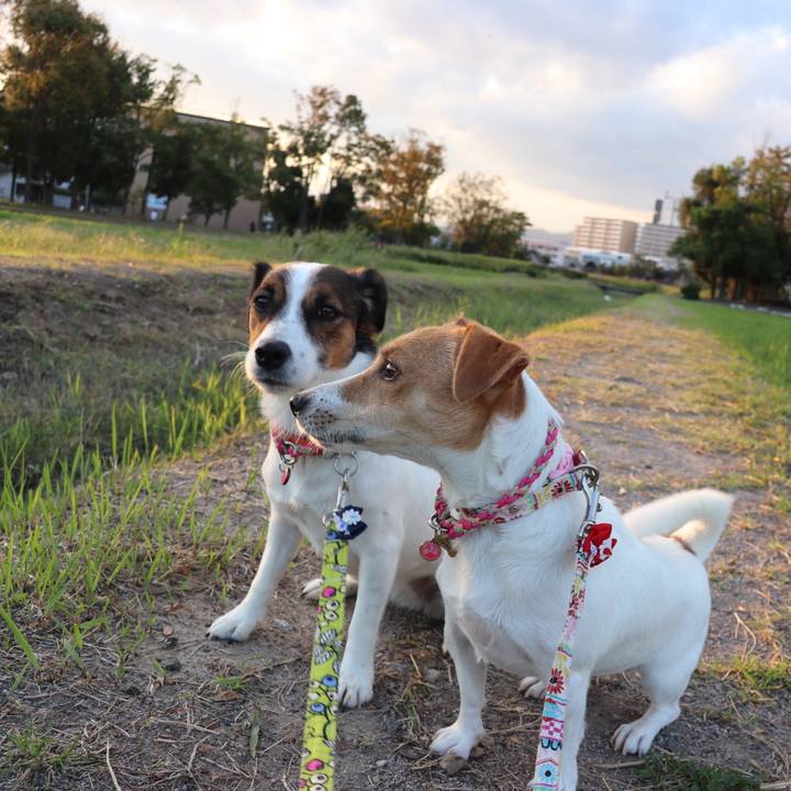 6e113a60 95c8 4fc2 84e9 e25c3af61941 1539077284874