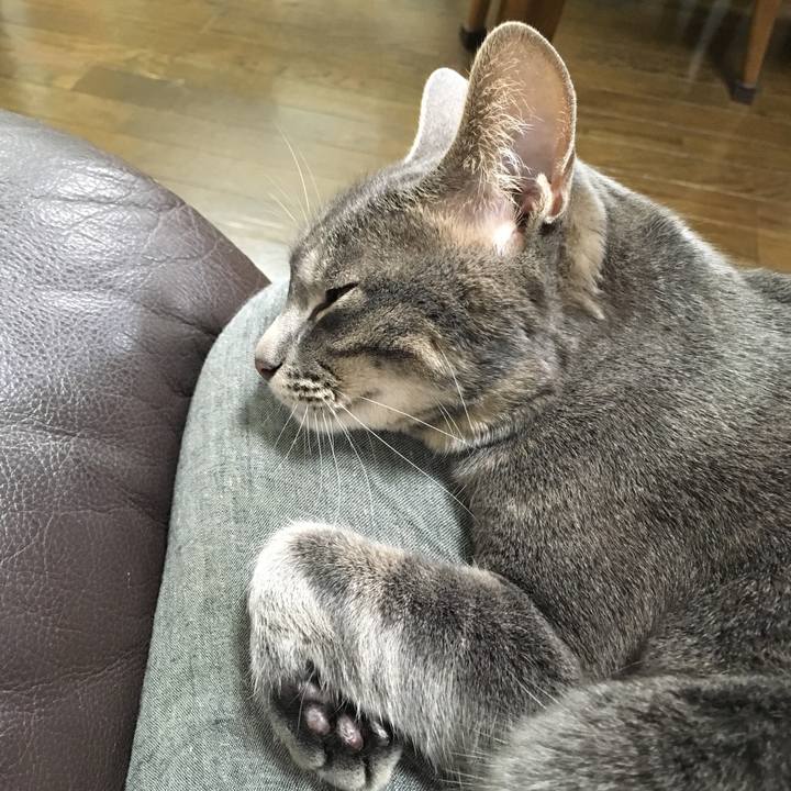 6e116bae a68c 42f0 a3e8 9a94b94c8cf0 1525692215940