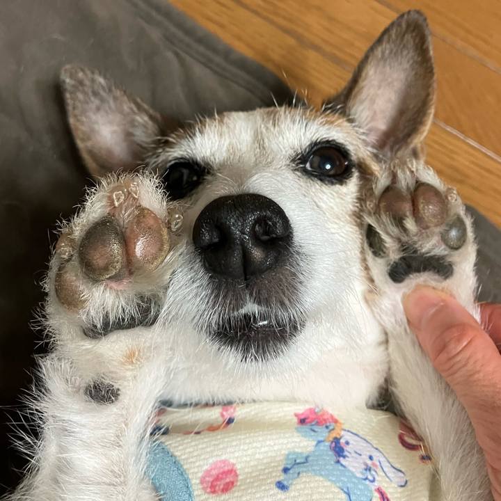 6e1264a7 2518 47a5 84cc 8da6f5956ba8 1684022997886