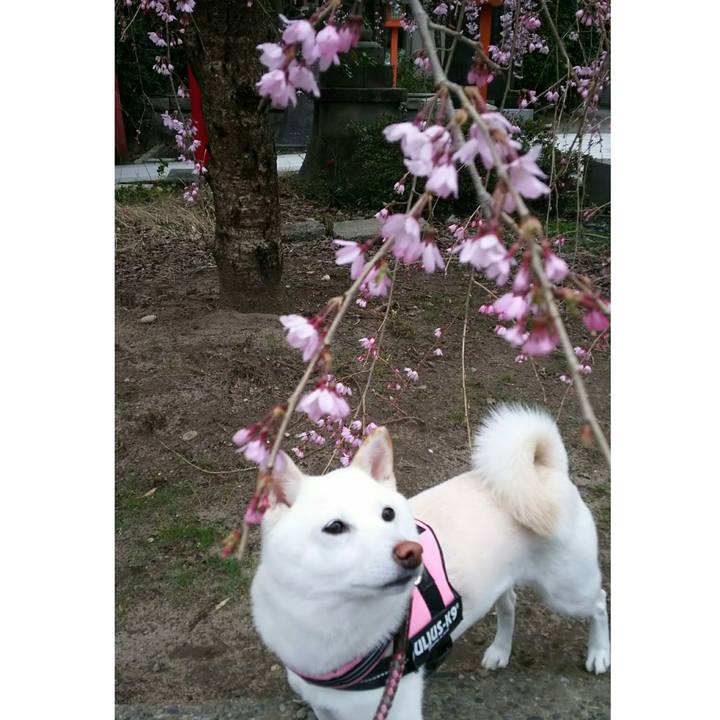 6e13b288 50b5 4c56 8e78 48b68f356bfd 1522919004212