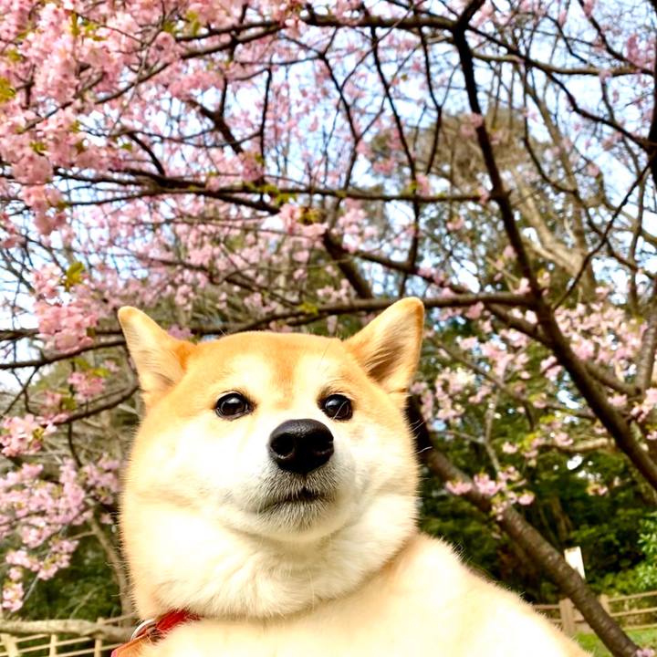 6e13db37 c867 434a b628 7da4ffac405f 1582982880306