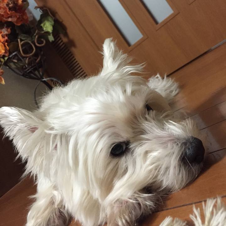 6e149035 641f 40f4 9b71 00a5c495d43a 1509602741408