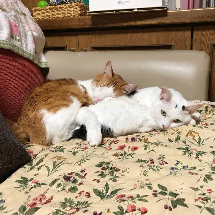 6e161534 5075 48c8 ad8a 99a45ed47635 1519044427327