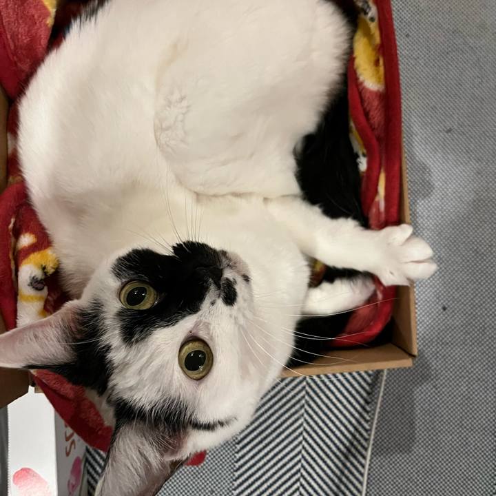 6e168c0b 4239 4407 bacd 79d59b7651a9 1761948537227