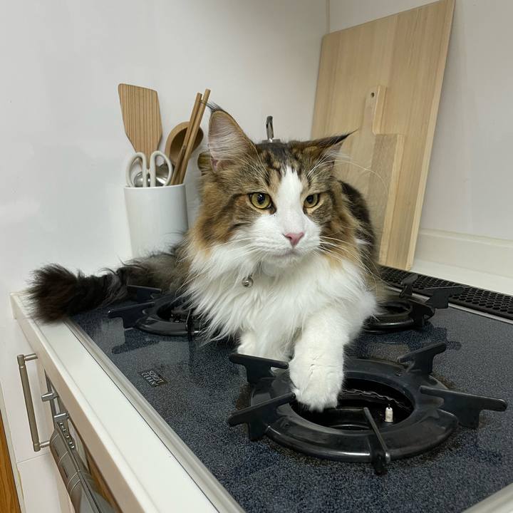 6e1a265e 87a3 4654 8709 b4c24900db07 1652474330207