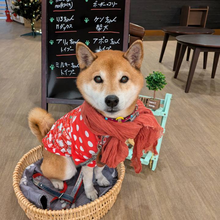 6e1e4d2c 811d 4a96 99c8 17b0b7c6ed97 1734621373354