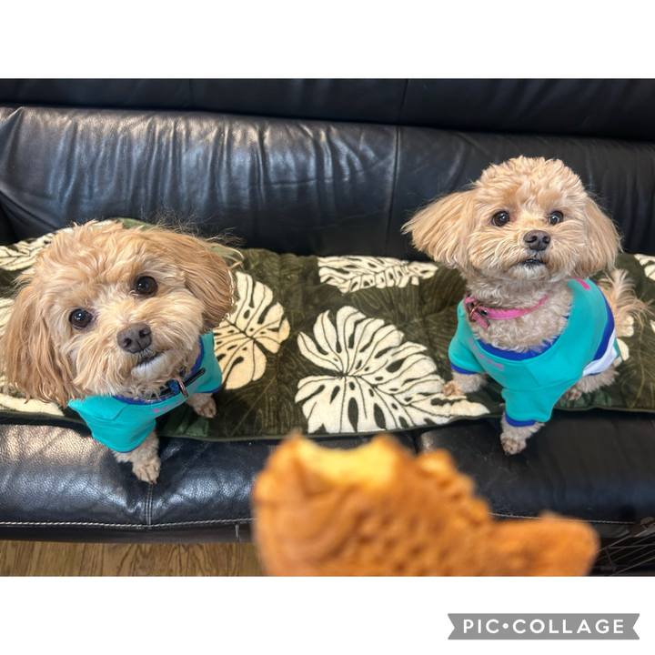 6e2026e6 256e 41b5 8a98 b622e8205c3b 1737189902228