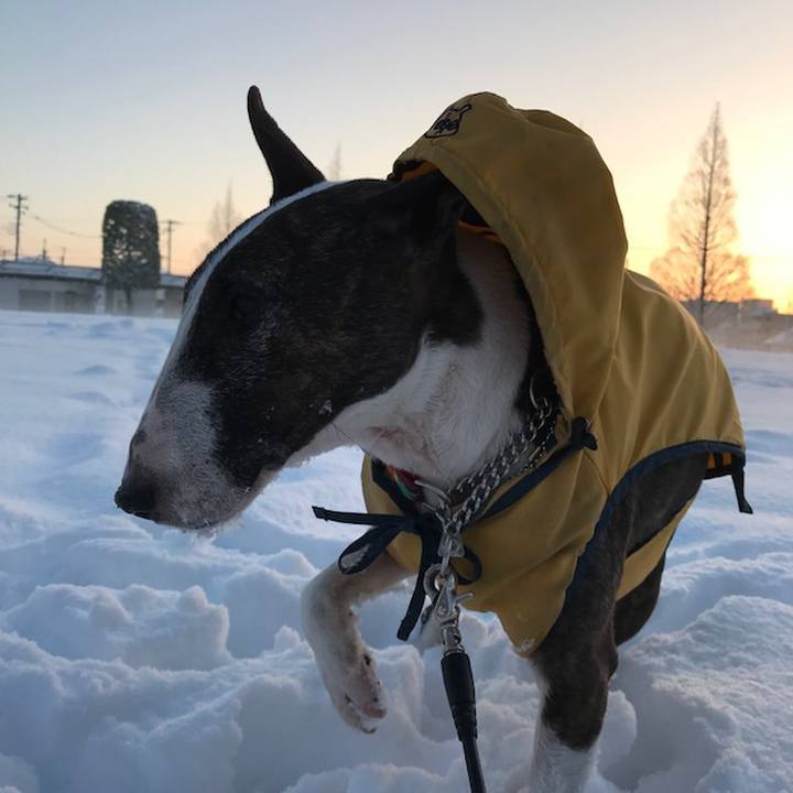 6e22049e 4b31 4c1c 919d cafeae34086c 1516672331376