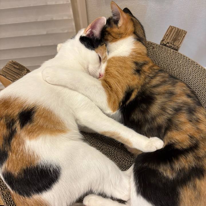 6e22f3c0 371d 4cb1 98ce 90345bad1dfa 1763978590030