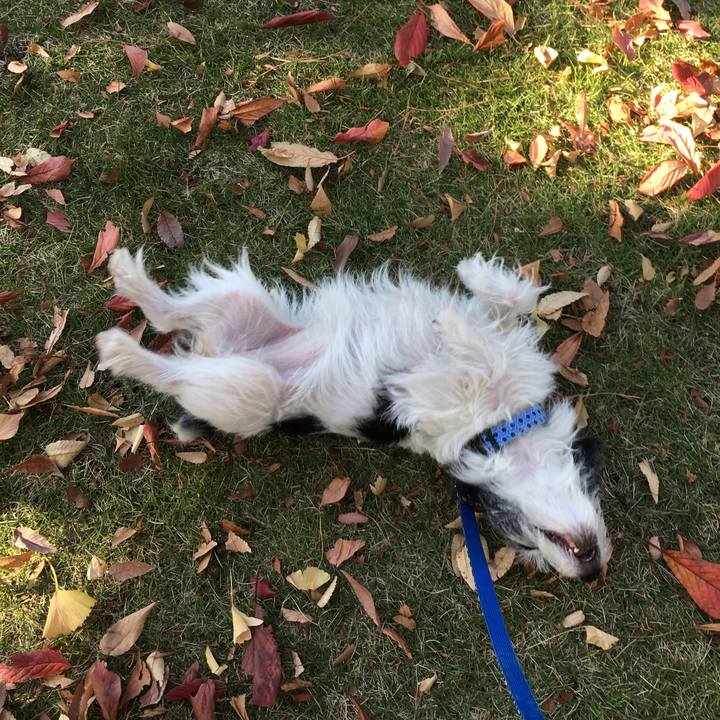 6e255ce8 0c35 4b87 9b3f 24ed72bc0599 1510464949895