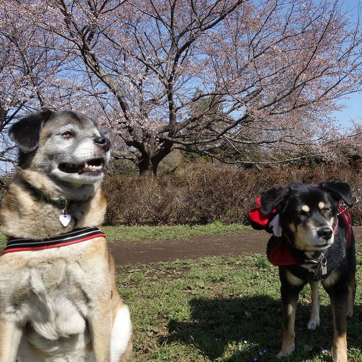 6e25b806 27a2 40b2 967c df4bf2b0966d 1521941314313