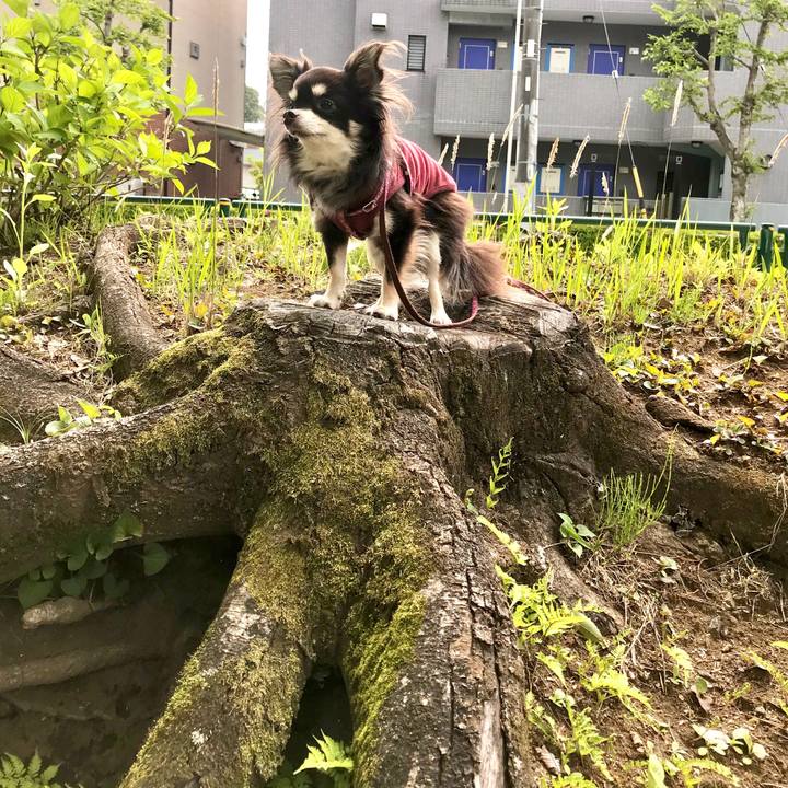 6e2849b6 4a61 4f68 9b8c b0b651e4fc5e 1589075625556