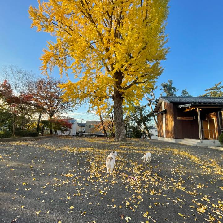 6e2875e4 43fc 4c85 a846 b0d4dd02671d 1732577532305