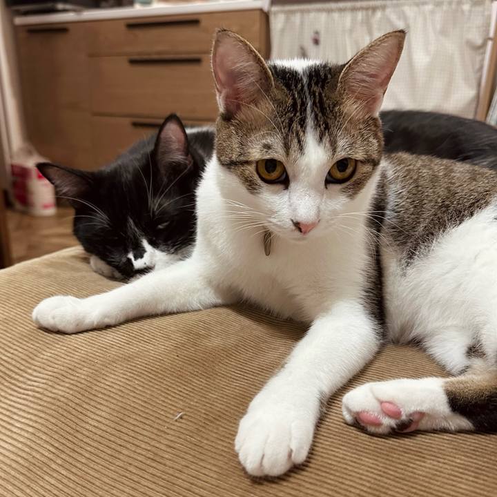 6e29a0b8 821d 4048 a4e1 c68022f25481 1762440720452