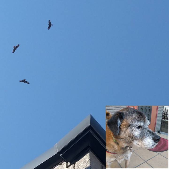 6e2a2dc7 8f6b 417c 8cd1 fb4af9b9b72f 1550448936235